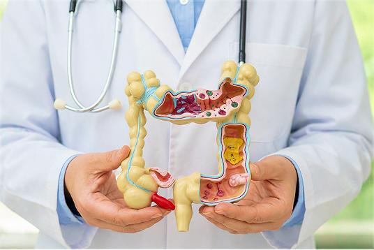 Modelo anatômico do intestino em mãos de profissional de saúde